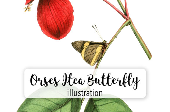 Orses Itea Butterfly Watercolor Illustrations Review