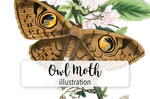 Owl Moth Butterfly Watercolor Illustrations Review