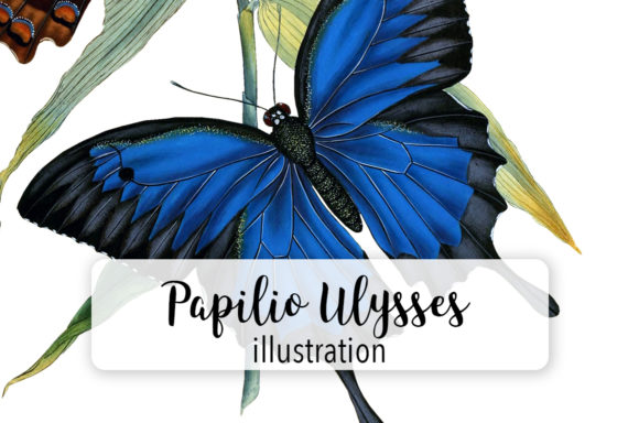 Papilio Ulysses Butterfly Watercolor Review
