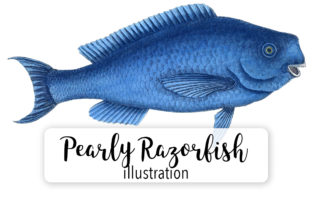 Pearly Razorfish Watercolor Illustrations
