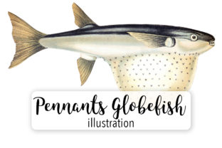 Pennants Globefish Watercolor Illustrations