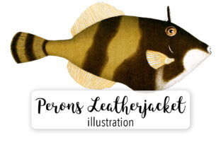 Perons Leatherjacket Watercolor Illustrations Review
