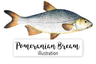 Pomeranian Bream Watercolor Illustrations