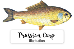 Prussian Carp Watercolor: A Designer's Review