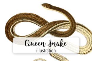 Queen Snake Watercolor Illustrations Review