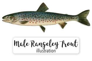 Rangeley Trout Salvelinus Oquassa Watercolor Illustrations