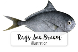 Rays Sea Bream Watercolor Svg Illustrations