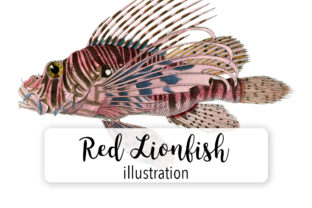 Red Lionfish Watercolor & Illustrations