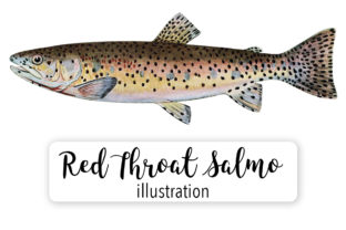 Red Throat Salmo Clarkii Watercolor Illustrations