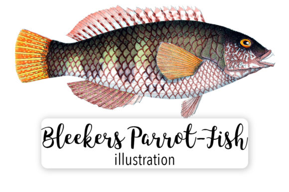 Reviewing Bleekers Parrot Fish Watercolor Svg