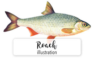 Roach Watercolor Illustrations Review