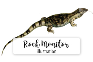 Rock Monitor Watercolor Illustrations Review