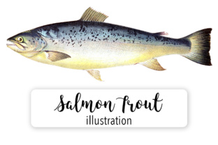 Salmon Trout Watercolor Illustrations Review