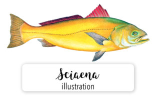 Sciaena Watercolor Illustrations Review