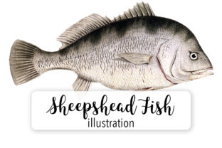 Sheepshead Watercolor Illustrations Review