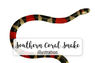 Southern Coral Snake Watercolor Review