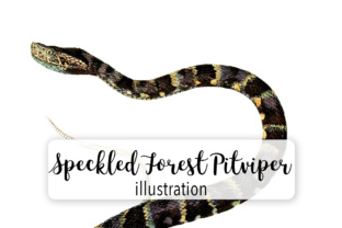 Speckled Forest Pitviper Watercolor Illustrations
