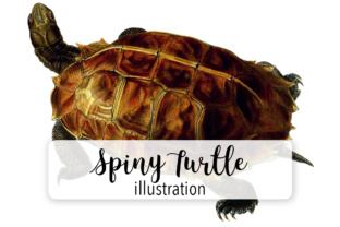 Spiny Turtle Watercolor Illustrations