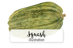 Squash Watercolor Graphic & Illustrations