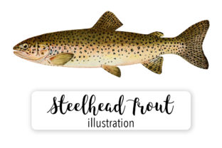 Steelhead Trout Salmo Rivularis Watercolor Illustrations