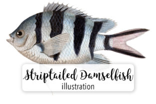Striptailed Damselfish Watercolor Review