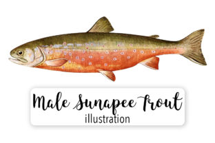 Sunapee Trout Salvelinus Aureolus Watercolor Illustrations