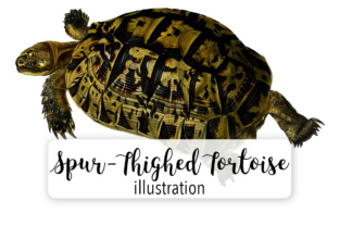 Tighed Tortoise Watercolor Illustrations