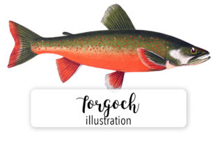 Torgoch Watercolor Illustrations Review