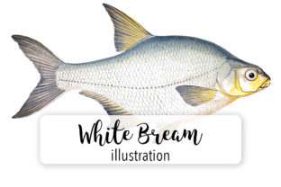 White Bream Watercolor Illustrations Review