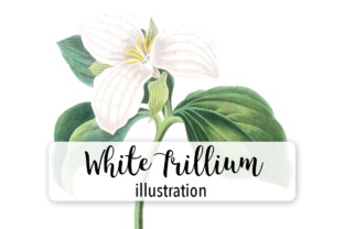 White Trillium Watercolor Illustrations Review