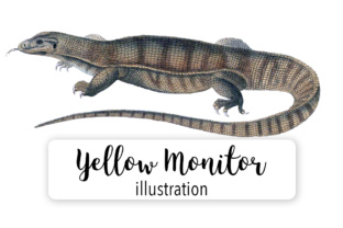 Yellow Monitor Watercolor Illustrations Review